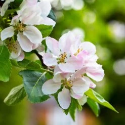Anna Apple Tree -Nature Grove Shop Anna Apple 1 6ac817cf 0936 4957 bb7e 4a35df104b72