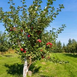 Anna Apple Tree -Nature Grove Shop Anna Apple 5 18fd1efa 6104 495b b124 94041e7fae48