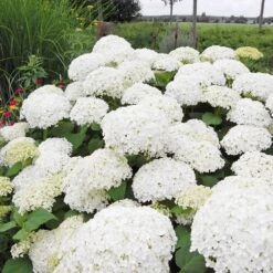 Annabelle Hydrangea Shrub -Nature Grove Shop Annabelle Hydrangea 1 FGT