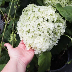 Annabelle Hydrangea Shrub -Nature Grove Shop Annabelle Hydrangea 3
