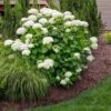 Annabelle Hydrangea Shrub -Nature Grove Shop Annabelle Hydrangea FGT 600x600 a3d21665 a3bb 4898 b22d a5d51cf51abe