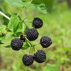 Apache Blackberry - USDA Organic -Nature Grove Shop Apache Blackberry 450 D1 4179cffd f3d4 477a bfba 36257375e93a