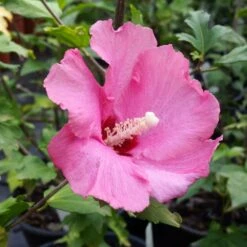 Aphrodite Rose Of Sharon Althea Shrub -Nature Grove Shop Aphrodite Rose of Sharon 1
