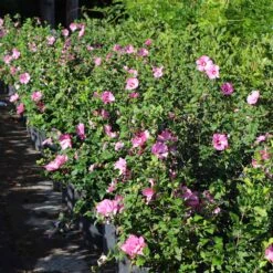 Aphrodite Rose Of Sharon Althea Shrub -Nature Grove Shop Aphrodite Rose of Sharon 6 FGT