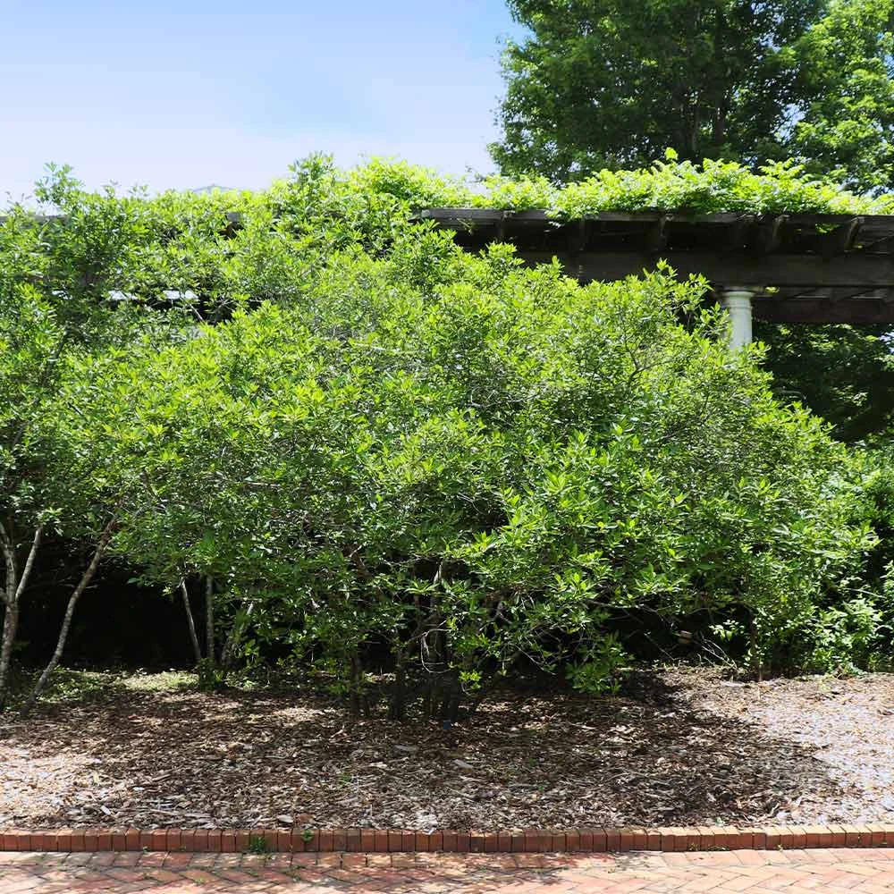 Apollo Winterberry Holly Shrub 5 Apollo Winterberry Holly Shrub - Image 3