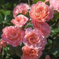 Apricot Drift® Rose 7 Apricot Drift® Rose -Nature Grove Shop Apricot Drift Rose 2