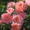 Apricot Drift® Rose 2 Apricot Drift® Rose -Nature Grove Shop Apricot Drift Rose 600x600 b21d2c85 ec69 480e 8ebc bc87daa7cd1c