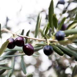 Arbequina Olive Tree - USDA Organic -Nature Grove Shop Arbequina Olive 2 FGT 59db1ad0 ae94 44e8 a3fd ed29b67f0ba4