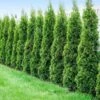 Degroot's Spire Thuja Arborvitae Tree -Nature Grove Shop Arborvitae Degroots Sprie 600x600 41708b47 2d9d 4d9d abef b3f9940bb3df