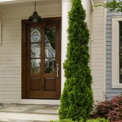 Degroot's Spire Thuja Arborvitae Tree -Nature Grove Shop Arborvitae degroots Spire 3