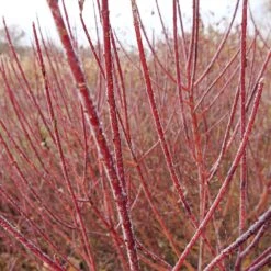 Arctic Fire® Red Twig Dogwood 10 Arctic Fire® Red Twig Dogwood -Nature Grove Shop Arctic Fire Twig Dogwood 3