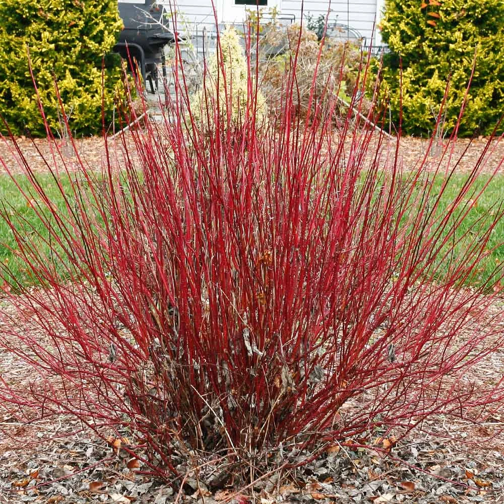 Arctic Fire® Red Twig Dogwood 4 Arctic Fire® Red Twig Dogwood - Image 2
