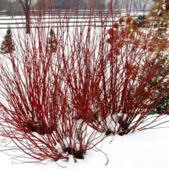 Arctic Fire® Red Twig Dogwood 11 Arctic Fire® Red Twig Dogwood -Nature Grove Shop Arctic Fire Twig Dogwood 5 FGT