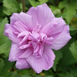 Ardens Rose Of Sharon Althea Shrub -Nature Grove Shop Ardens Rose of Sharon 3
