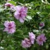 Ardens Rose Of Sharon Althea Shrub -Nature Grove Shop Ardens Rose of Sharon FGT 600x600 457c9491 47ef 4aa0 8317 eab1882be387