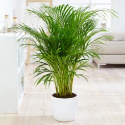 Boho House Plant Kit 13 Boho House Plant Kit -Nature Grove Shop Areca Palm 4 FGT fcbe875e 49cd 4b51 b093 6501553ebaf3