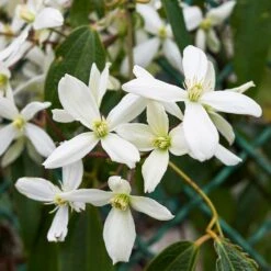 New Products -Nature Grove Shop Armondii Clematis 1 FGT