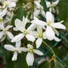 Armandii Snowdrift Clematis -Nature Grove Shop Armondii Clematis FGT 600x600 c5009805 b21d 4f1c 9ab4 739096810d61