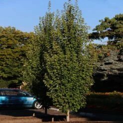 Armstrong Gold® Maple -Nature Grove Shop Armstrong Gold 3