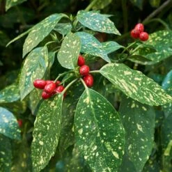 Japanese Gold Dust Aucuba Shrub -Nature Grove Shop Aucuba Japonica Gold Dust 2 FGT