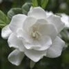 August Beauty Gardenia Shrub 2 August Beauty Gardenia Shrub -Nature Grove Shop August Beauty Gardenia 2 FGT