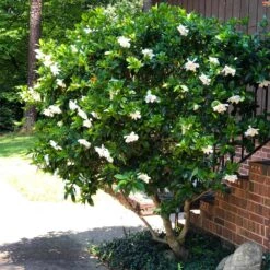 August Beauty Gardenia Shrub 11 August Beauty Gardenia Shrub -Nature Grove Shop August Beauty Gardenia 3 FGT