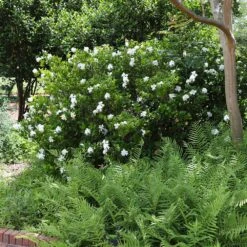 August Beauty Gardenia Shrub 10 August Beauty Gardenia Shrub -Nature Grove Shop August Beauty Gardenia 4 FGT