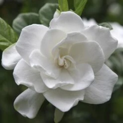 August Beauty Gardenia Shrub 9 August Beauty Gardenia Shrub -Nature Grove Shop August Beauty Gardenia FGT 600x600 bef31f7d 4b59 484e a528 14d16f570e49