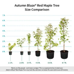 Autumn Blaze® Red Maple Tree 17 Autumn Blaze® Red Maple Tree -Nature Grove Shop Autumn Blaze Red Maple Size Comparison ugc test