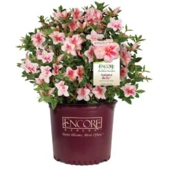 Autumn Belle® Encore® Azalea Shrub -Nature Grove Shop Autumn Belle Encore Azalea 1