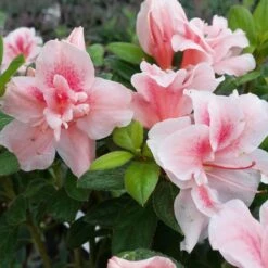 Autumn Belle® Encore® Azalea Shrub -Nature Grove Shop Autumn Belle Encore Azalea FGT 3