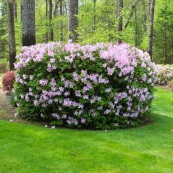 Autumn Belle® Encore® Azalea Shrub -Nature Grove Shop Autumn Belle Encore Azalea FGT 5