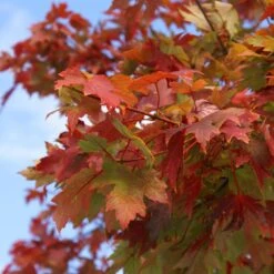 Autumn Blaze® Red Maple Tree 15 Autumn Blaze® Red Maple Tree -Nature Grove Shop Autumn Blaze Maple 1 FGT 02e73945 a16c 4061 b9a0 6b4cb44f5bb6