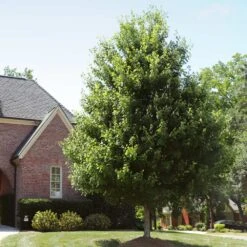 Autumn Blaze® Red Maple Tree 16 Autumn Blaze® Red Maple Tree -Nature Grove Shop Autumn Blaze Maple 2 FGT