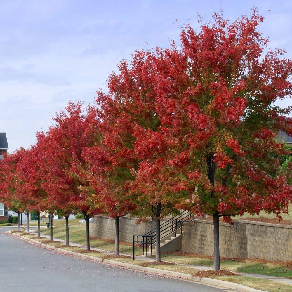 Autumn Blaze® Red Maple Tree 7 Autumn Blaze® Red Maple Tree - Image 5