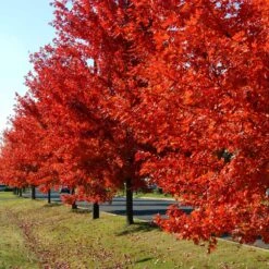 Autumn Blaze® Red Maple Tree 13 Autumn Blaze® Red Maple Tree -Nature Grove Shop Autumn Blaze Maple FGT