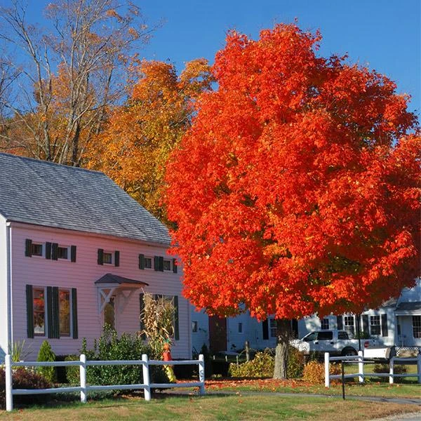 Autumn Blaze® Red Maple Tree 3 Autumn Blaze® Red Maple Tree