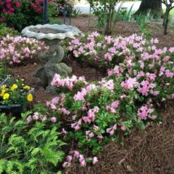 Autumn Debutante® Encore® Azalea 10 Autumn Debutante® Encore® Azalea -Nature Grove Shop Autumn Debutante Encore 1