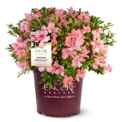 Autumn Debutante® Encore® Azalea 12 Autumn Debutante® Encore® Azalea -Nature Grove Shop Autumn Debutante Encore 4