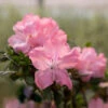 Autumn Debutante® Encore® Azalea -Nature Grove Shop Autumn Debutante Encore FGT 600x600 35b13a59 d650 4ece bdbc dda26d308139