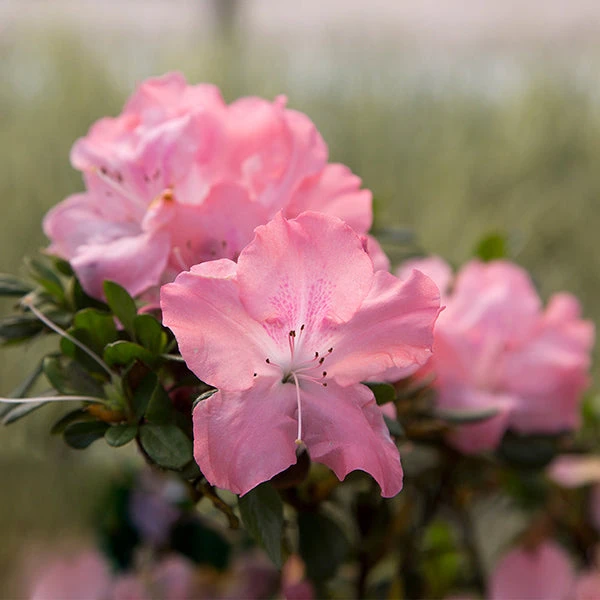 Autumn Debutante® Encore® Azalea 3 Autumn Debutante® Encore® Azalea