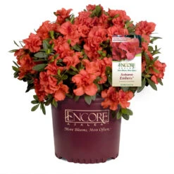 Autumn Embers® Encore® Azalea -Nature Grove Shop Autumn Embers Azalea 1
