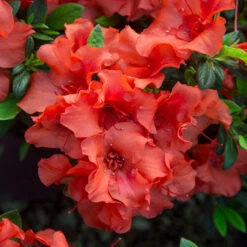 Autumn Embers® Encore® Azalea -Nature Grove Shop Autumn Embers Azalea 5