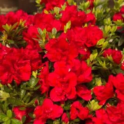 Autumn Bonfire® Encore® Azalea 8 Autumn Bonfire® Encore® Azalea -Nature Grove Shop Autumn Encore Bonfire Azaleas 1