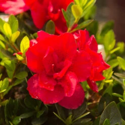 Autumn Bonfire® Encore® Azalea 9 Autumn Bonfire® Encore® Azalea -Nature Grove Shop Autumn Encore Bonfire Azaleas 3