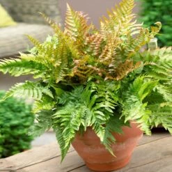Sunset Hues House Plant Kit -Nature Grove Shop Autumn Fern 1 4cb64db0 0944 4a6e a0be 5101c594c915