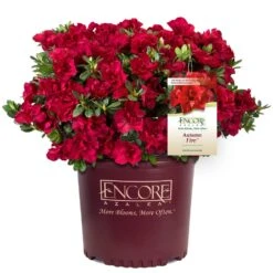 Autumn Fire® Encore® Azalea Shrub -Nature Grove Shop Autumn Fire Encore Azalea 1