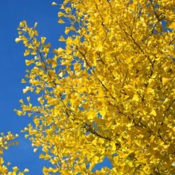 Autumn Gold Ginkgo Tree -Nature Grove Shop Autumn Gold Ginkgo Biloba 4 FGT