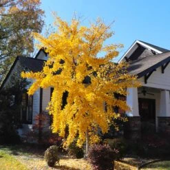 Autumn Gold Ginkgo Tree -Nature Grove Shop Autumn Gold Ginkgo Biloba 8