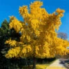 Autumn Gold Ginkgo Tree -Nature Grove Shop Autumn Gold Ginkgo Biloba FGT 600x600 c5e614ed b912 42be 88d8 3707ca840882